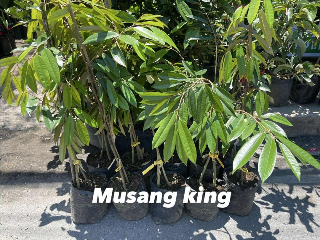 Musang King Durian (Category: Plants & Seeds) located in Los Banos. Submitted by seaalionn (Listing ID 1460313339, Image 1). Description: The most sought after variety of durian in the world due to its exceptionally good flavor, texture, and aroma. Musang King has a rich and decadent custard-like flesh with a aromatic flavor that is sweet and creamy with complex notes of vanilla, caramel, fresh cream, and jackfruit. .