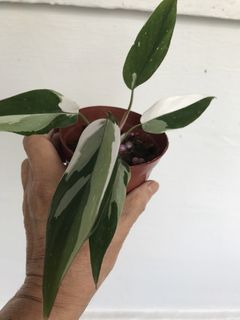 (Category: ) located in . Submitted by PlantsRanger (Listing ID 1460371476, Image 1). Description: .