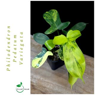 Philodendron 收藏品 2