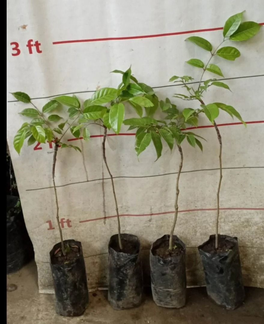 Pili Nut Plant (Category: Plants & Seeds) located in Los Banos. Submitted by seaalionn (Listing ID 1460316123, Image 1). Description: The pili, is a species of tropical tree belonging to the genus Canarium. PM FOR PRICE!!.