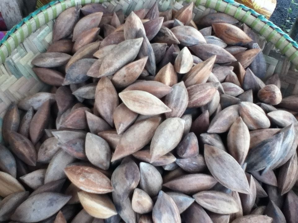 Pili Nut Plant (Category: Plants & Seeds) located in Los Banos. Submitted by seaalionn (Listing ID 1460316123, Image 2). Description: The pili, is a species of tropical tree belonging to the genus Canarium. PM FOR PRICE!!.