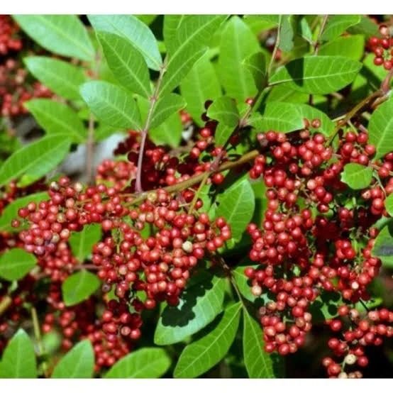 Pink Pepper Tree Marcotted (Category: Plants & Seeds) located in Los Banos. Submitted by seaalionn (Listing ID 1460321687, Image 2). Description: This is NOT a crawling vine, this is a tree that bears pink berries that is processed as pepper spice, like black peppercorn..