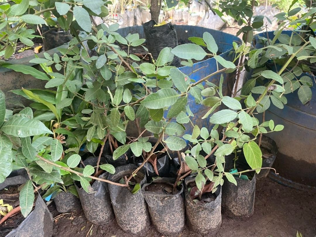 Pink Pepper Tree Marcotted (Category: Plants & Seeds) located in Los Banos. Submitted by seaalionn (Listing ID 1460321687, Image 1). Description: This is NOT a crawling vine, this is a tree that bears pink berries that is processed as pepper spice, like black peppercorn..