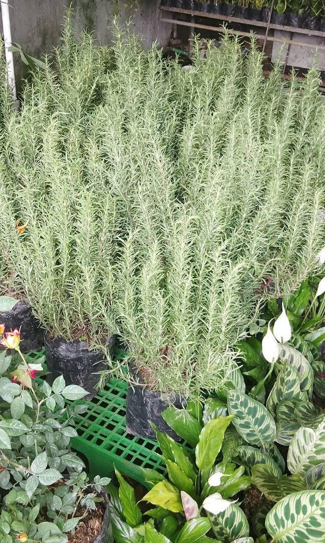 Rosemary herb (Category: Plants & Seeds) located in Quezon City. Submitted by cjpadilla (Listing ID 1460439567, Image 2). Description: .