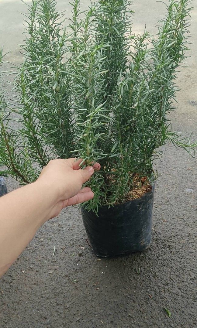 Rosemary herb (Category: Plants & Seeds) located in Quezon City. Submitted by cjpadilla (Listing ID 1460439567, Image 1). Description: .