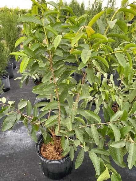 Ruby Guava (Category: Plants & Seeds) located in Los Banos. Submitted by seaalionn (Listing ID 1460308330, Image 2). Description: A prolific, heavy-bearing tropical fruit tree known for its yellowish-green pear-shaped fruit and sweet, deep pinkish-red flesh.