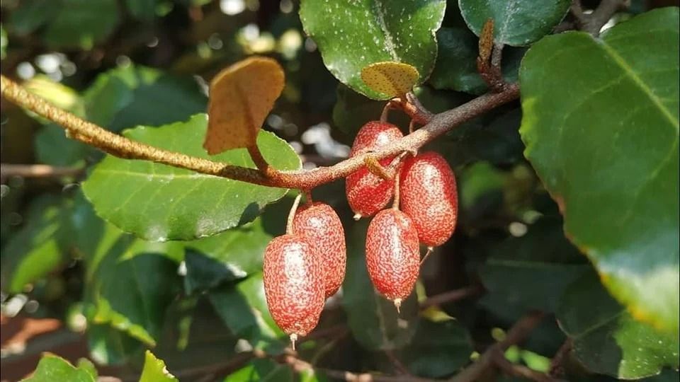 Silver Berry (Marcotted) (Category: Plants & Seeds) located in Los Banos. Submitted by seaalionn (Listing ID 1460355554, Image 3). Description: small fruits growing throughout the tropical regions of Southeastern Asia and in parts of Africa. Fruits are sweet-sour when ripe. .