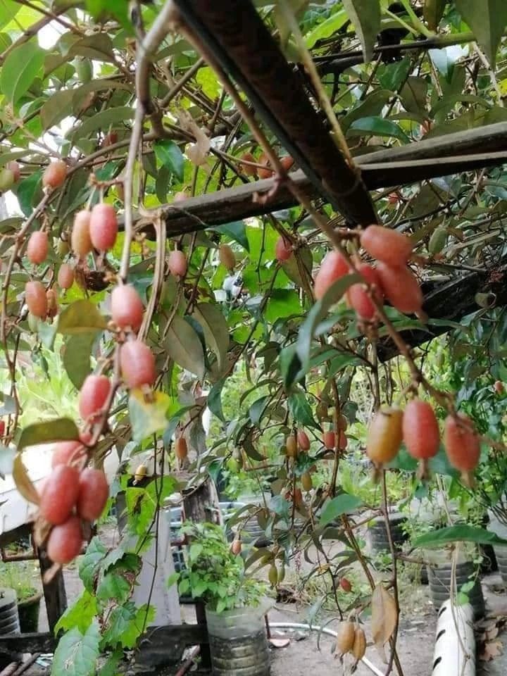 Silver Berry (Marcotted) (Category: Plants & Seeds) located in Los Banos. Submitted by seaalionn (Listing ID 1460355554, Image 2). Description: small fruits growing throughout the tropical regions of Southeastern Asia and in parts of Africa. Fruits are sweet-sour when ripe. .