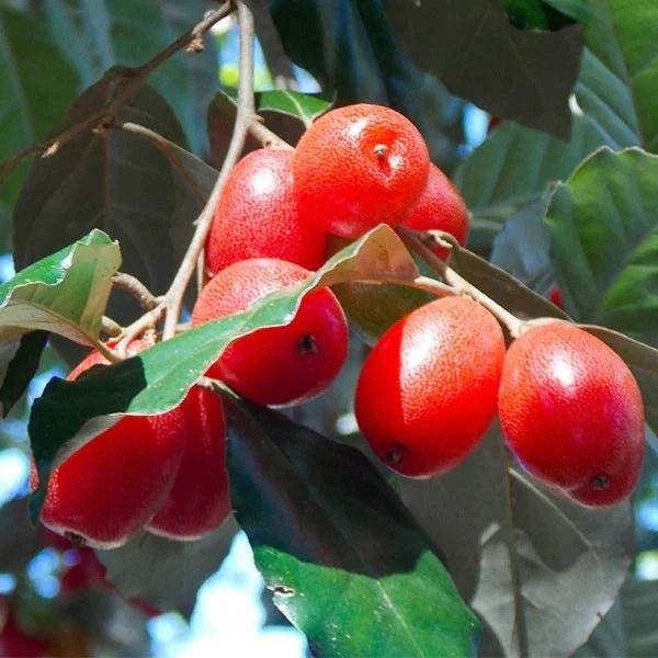 Silver Berry (Marcotted) (Category: Plants & Seeds) located in Los Banos. Submitted by seaalionn (Listing ID 1460355554, Image 1). Description: small fruits growing throughout the tropical regions of Southeastern Asia and in parts of Africa. Fruits are sweet-sour when ripe. .