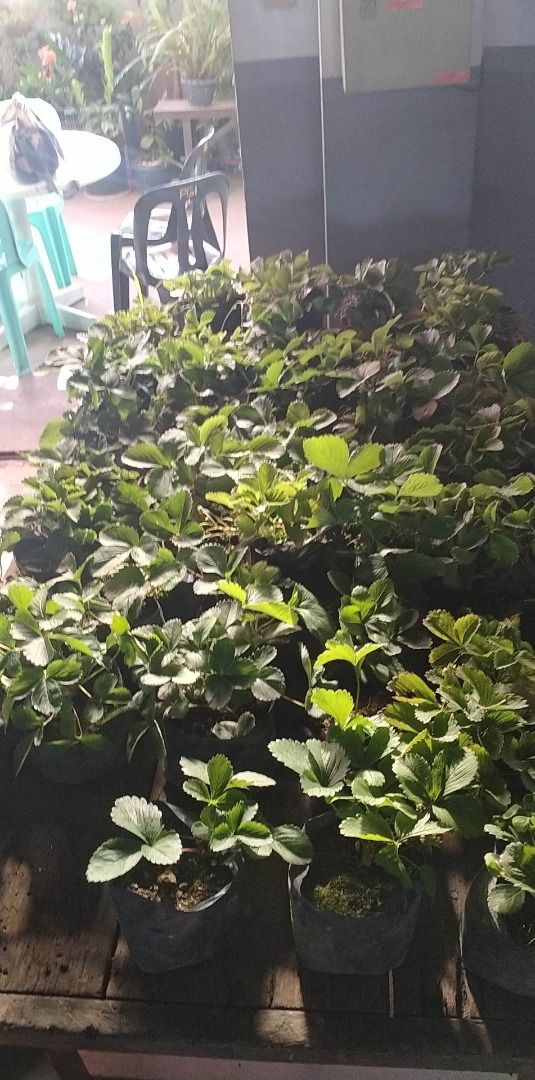 Strawberry Plant (Category: Plants & Seeds) located in Los Banos. Submitted by seaalionn (Listing ID 1460360276, Image 2). Description: planted in black nursery bag can thrive in low land hot areas Summer Princess variety.