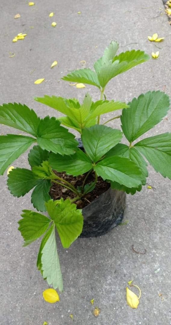 Strawberry Plant (Category: Plants & Seeds) located in Los Banos. Submitted by seaalionn (Listing ID 1460360276, Image 1). Description: planted in black nursery bag can thrive in low land hot areas Summer Princess variety.