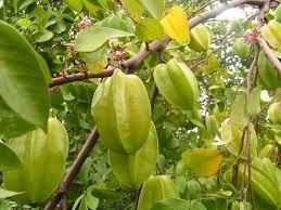 Sweet Balimbing (Category: Plants & Seeds) located in Los Banos. Submitted by seaalionn (Listing ID 1460361634, Image 2). Description: 350 Matured -php1k.