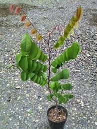 Sweet Balimbing (Category: Plants & Seeds) located in Los Banos. Submitted by seaalionn (Listing ID 1460361634, Image 1). Description: 350 Matured -php1k.