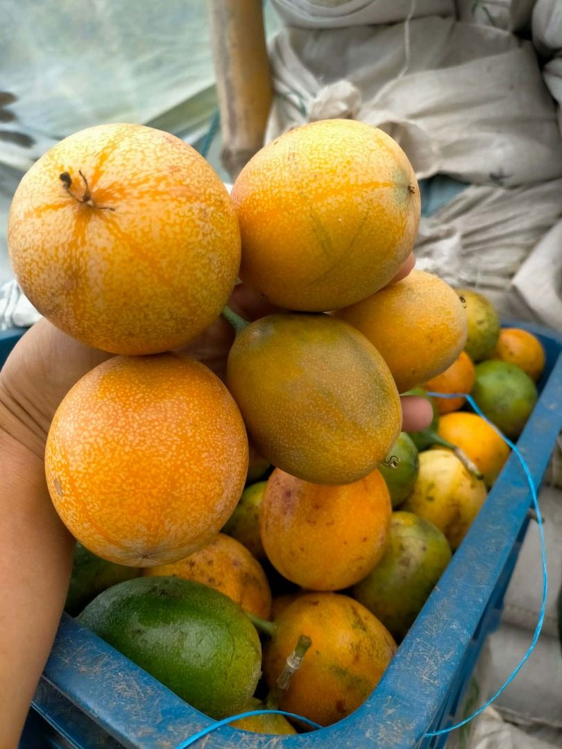 Sweet Passsion Fruit Seedling (Category: Plants & Seeds) located in Los Banos. Submitted by seaalionn (Listing ID 1460318406, Image 2). Description: Bring home our healthy Sweet Passion Fruit Seedlings and enjoy abundant harvests of juicy, aromatic yellow-orange fruits straight from your garden. .
