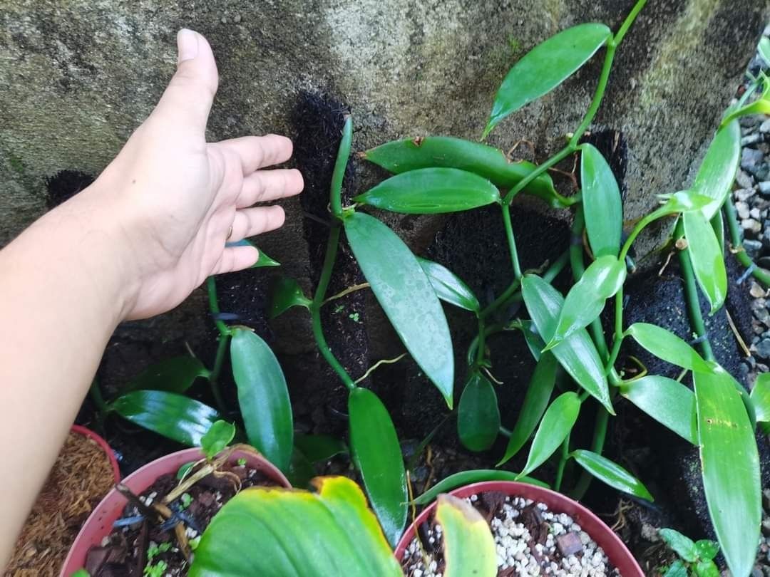 Vanilla Bean Orchid (Category: Plants & Seeds) located in Los Banos. Submitted by seaalionn (Listing ID 1460308013, Image 1). Description: .