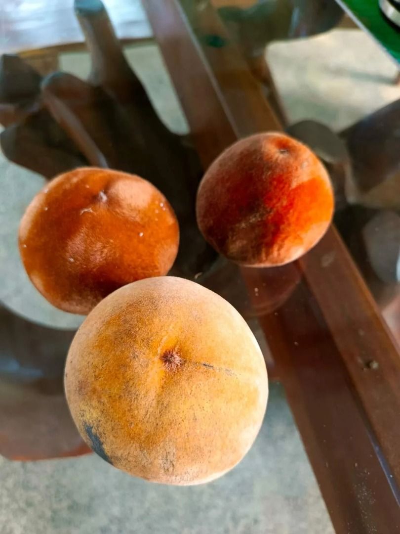 Yellow Mabolo (Category: Plants & Seeds) located in Los Banos. Submitted by seaalionn (Listing ID 1460320400, Image 2). Description: A fruit-bearing evergreen native to the Philippines and parts of Southeast Asia.