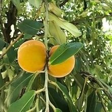 Yellow Mabolo (Category: Plants & Seeds) located in Los Banos. Submitted by seaalionn (Listing ID 1460320400, Image 1). Description: A fruit-bearing evergreen native to the Philippines and parts of Southeast Asia.