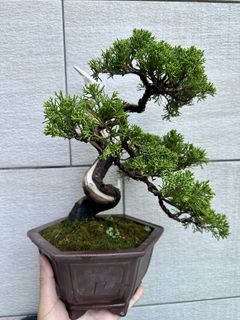 日本関野正黑松, 傢俬＆家居, 園藝, 植物及種子- Carousell