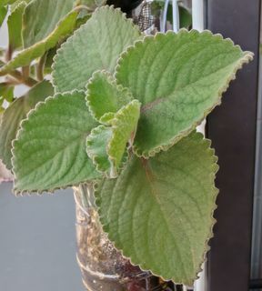 （分類：）位於 。 由 beautifulife227 提交（商品編號 1460608746，圖片 1）。簡介： 。