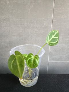 （分類：）位於 。 由 miffykat 提交（商品編號 1460574944，圖片 1）。簡介： 。