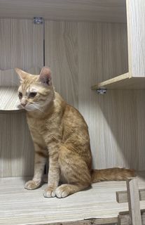 (Kategori: ) berada di . Dikirim oleh dinyhome (ID iklan 1460539134, Gambar 1). Deskripsi: .