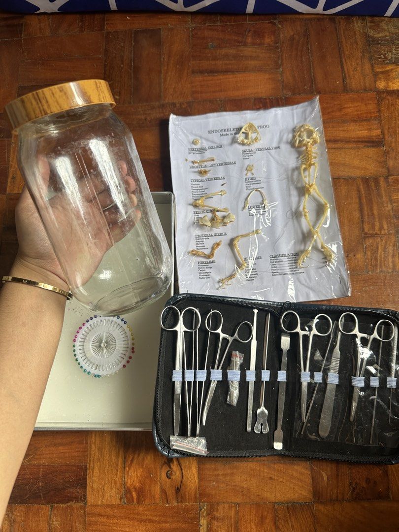 Frog Skeleton Model and Dissection Tools Set (Category: Stationery & School Supplies) located in Mandaluyong City. Submitted by beyuhtriz.29 (Listing ID 1460635072, Image 1). Description: - Detailed frog skeleton model - Includes anatomical diagram highlighting vertebral column, skull, etc. - Set of dissection tools in a zippered case - Comes with a glass jar and pins - Ideal for biology students and anatomy learners.