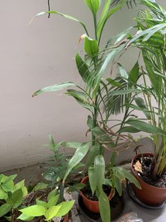 (Category: ) located in . Submitted by anuraj61359716 (Listing ID 1460510968, Image 1). Description: .