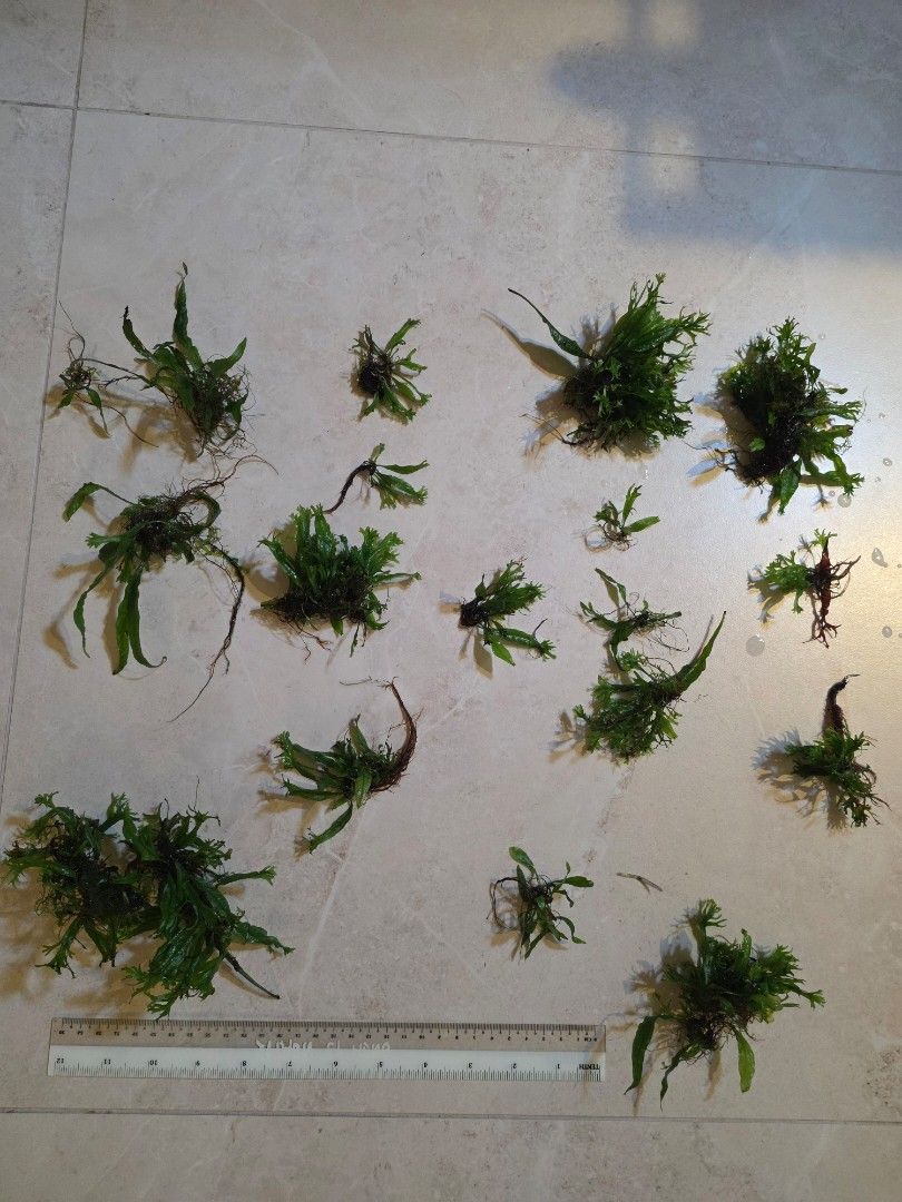 Mini Breed Java ferns (Category: Plants & Seeds) located in Singapore. Submitted by shaunhcy (Listing ID 1460689550, Image 1). Description: - Mini Breed Java Ferns - Ideal for aquariums and terrariums - Healthy and vibrant green foliage - Unique, intricate leaf structure - Hardy and easy to maintain - Plants are as shown in the image no need substrates Prices 2 3 4 5 6depending on sizes.