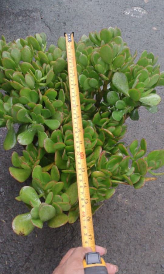 Mother jade plant ☘️ (Category: Plants & Seeds) located in Quezon City. Submitted by amazingmaria3680 (Listing ID 1460516496, Image 3). Description: .