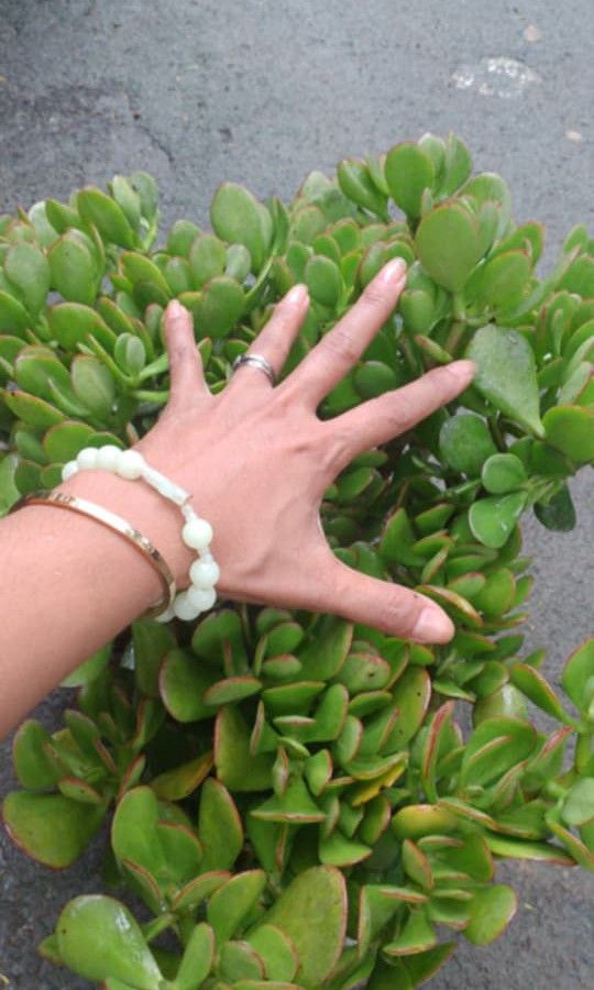 Mother jade plant ☘️ (Category: Plants & Seeds) located in Quezon City. Submitted by amazingmaria3680 (Listing ID 1460516496, Image 2). Description: .