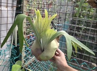 (Category: ) located in . Submitted by _nadroj (Listing ID 1453279137, Image 1). Description: .