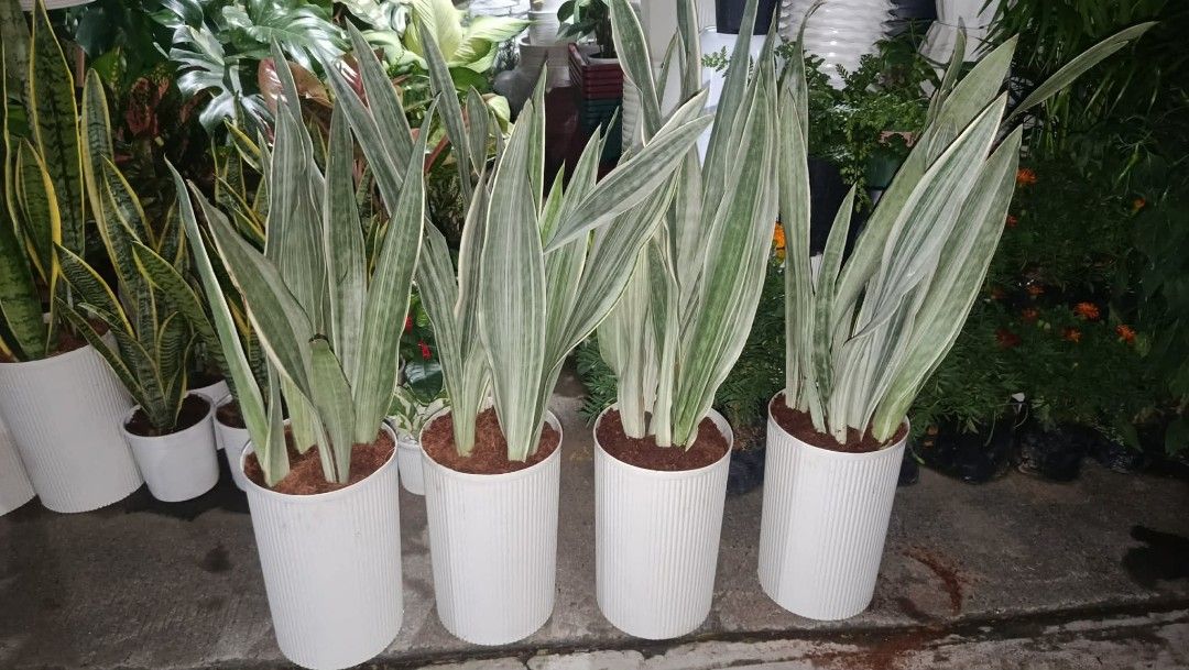 Silver siam and moonshine snake plant (Category: Plants & Seeds) located in Quezon City. Submitted by amazingmaria3680 (Listing ID 1460516334, Image 2). Description: .