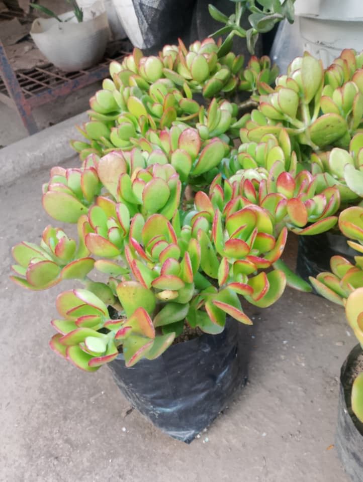 Small to mother type jade plant 🪴 (Category: Plants & Seeds) located in Quezon City. Submitted by amazingmaria3680 (Listing ID 1460516613, Image 3). Description: .