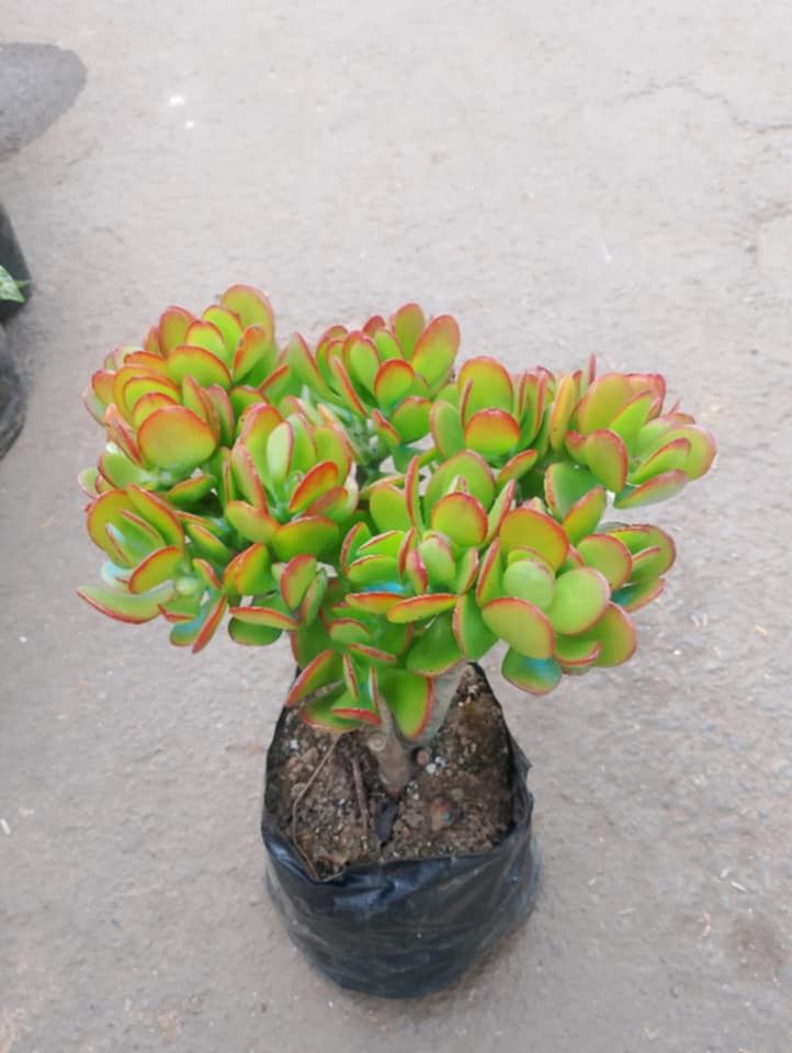Small to mother type jade plant 🪴 (Category: Plants & Seeds) located in Quezon City. Submitted by amazingmaria3680 (Listing ID 1460516613, Image 2). Description: .