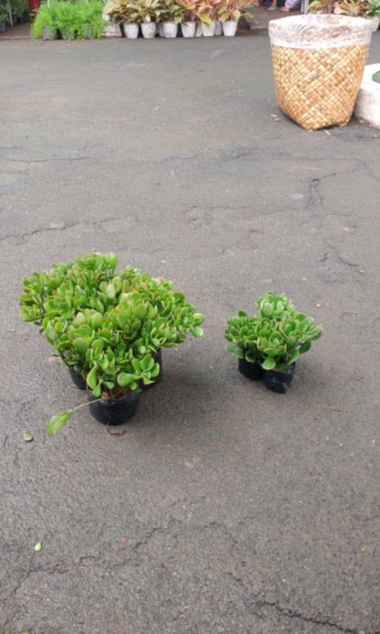 Small to mother type jade plant 🪴 (Category: Plants & Seeds) located in Quezon City. Submitted by amazingmaria3680 (Listing ID 1460516613, Image 1). Description: .