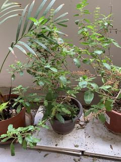 (Category: ) located in . Submitted by anuraj61359716 (Listing ID 1460510392, Image 1). Description: .
