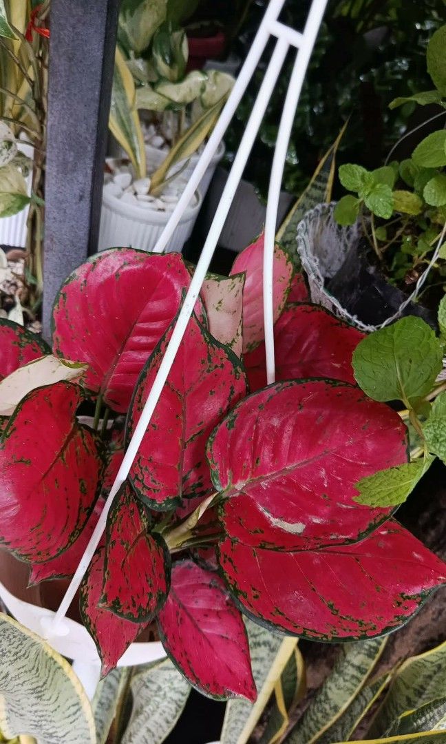 Varieties of Aglaomena (Category: Plants & Seeds) located in Quezon City. Submitted by amazingmaria3680 (Listing ID 1460516816, Image 3). Description: .