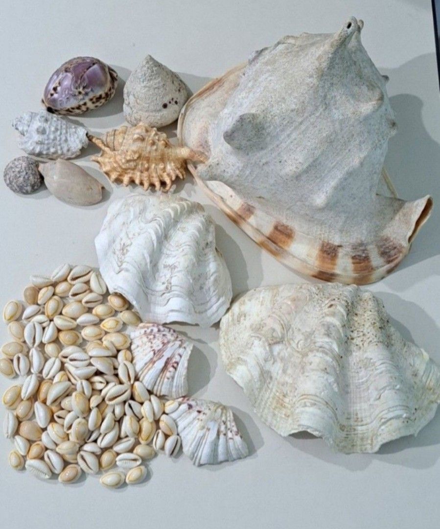 🐚 Vintage Assorted Seashell Collection – Decorative & Craft Pieces (Category: Other Home Decor) located in Taguig. Submitted by authprelovedonlineshop1 (Listing ID 1460579657, Image 1). Description: ### 🐚 Vintage Assorted Seashell Collection – Decorative & Craft Pieces Beautiful **vintage collection of assorted seashells**, perfect for collectors, décor, or creative projects. 🌊✨ - Assorted **natural seashells** in various shapes and sizes - In