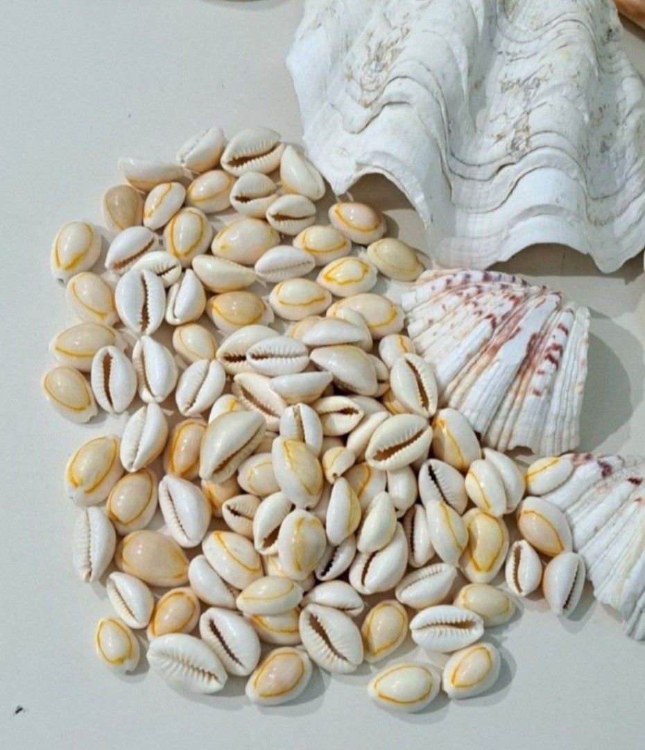 🐚 Vintage Assorted Seashell Collection – Decorative & Craft Pieces (Category: Other Home Decor) located in Taguig. Submitted by authprelovedonlineshop1 (Listing ID 1460579657, Image 2). Description: ### 🐚 Vintage Assorted Seashell Collection – Decorative & Craft Pieces Beautiful **vintage collection of assorted seashells**, perfect for collectors, décor, or creative projects. 🌊✨ - Assorted **natural seashells** in various shapes and sizes - In