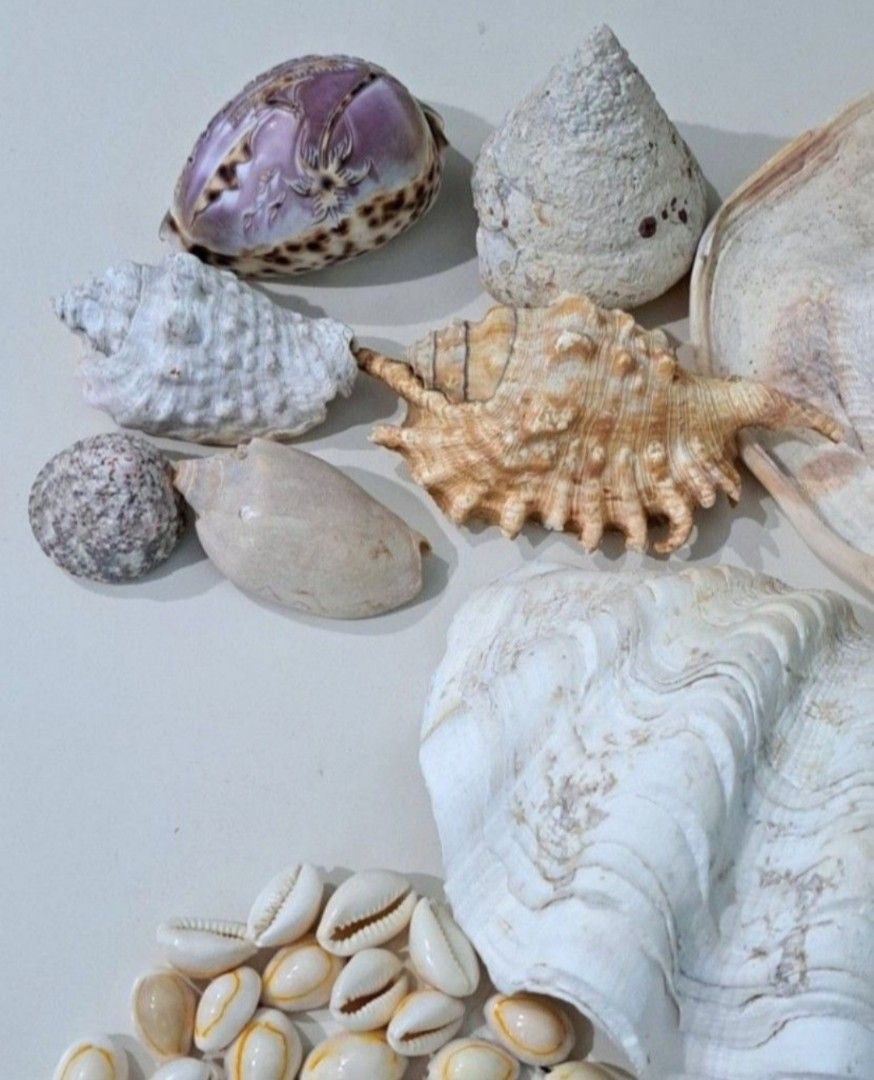 🐚 Vintage Assorted Seashell Collection – Decorative & Craft Pieces (Category: Other Home Decor) located in Taguig. Submitted by authprelovedonlineshop1 (Listing ID 1460579657, Image 3). Description: ### 🐚 Vintage Assorted Seashell Collection – Decorative & Craft Pieces Beautiful **vintage collection of assorted seashells**, perfect for collectors, décor, or creative projects. 🌊✨ - Assorted **natural seashells** in various shapes and sizes - In
