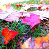 (Category: ) located in . Submitted by autumnlove (Listing ID 1372021590, Image 1). Description: .