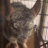 (Category: ) located in . Submitted by sellingmad (Listing ID 1294662771, Image 1). Description: .