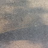 (Category: ) located in . Submitted by plants.n.bbq (Listing ID 1375624732, Image 1). Description: .