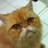 (Category: ) located in . Submitted by lilfriday (Listing ID 1336296397, Image 1). Description: .