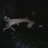 (Category: ) located in . Submitted by nego (Listing ID 1339486216, Image 1). Description: .