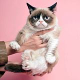 (Category: ) located in . Submitted by kittens (Listing ID 1310223261, Image 1). Description: .
