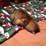 (Category: ) located in . Submitted by alexiaa (Listing ID 1293272434, Image 1). Description: .