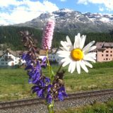 (Category: ) located in . Submitted by whyhellothere (Listing ID 1240022072, Image 1). Description: .