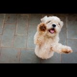 (Category: ) located in . Submitted by goodsforsales (Listing ID 1346701100, Image 1). Description: .