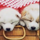 (Category: ) located in . Submitted by oh.so.sweet (Listing ID 1381297514, Image 1). Description: .